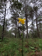 Echeandia flavescens