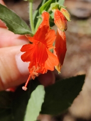 Epilobium canum