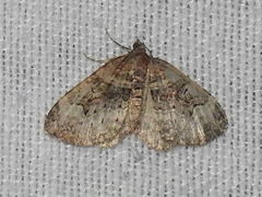 Xanthorhoe