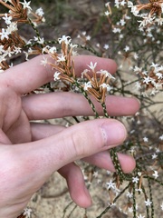 Lysinema pentapetalum