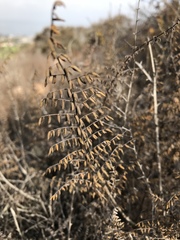 Pellaea mucronata mucronata