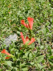 Epilobium canum