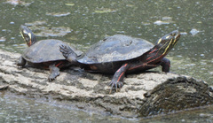 Chrysemys picta picta