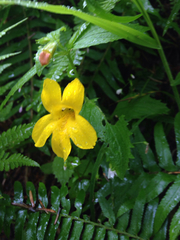 Erythranthe dentata