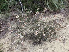 Lysinema pentapetalum