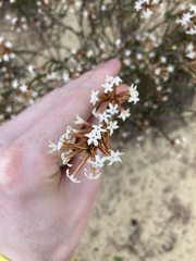 Lysinema pentapetalum