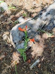 Epilobium canum