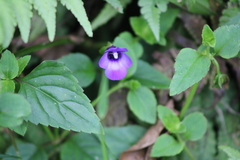 Torenia asiatica