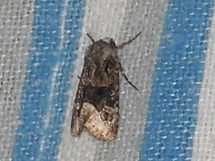 Lacinipolia olivacea