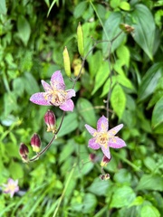 Tricyrtis formosana