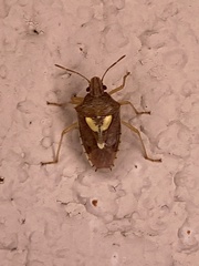 Carpocorini