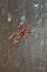 Rocconota annulicornis