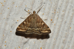 Loxostege munroealis