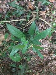 Turpinia formosana