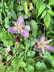 Tricyrtis formosana