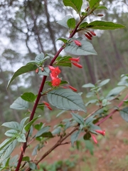 Fuchsia