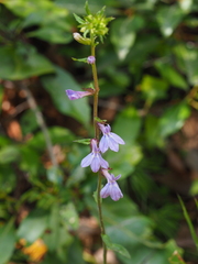 Lobelia puberula
