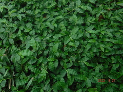 Oplismenus hirtellus