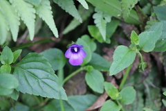 Torenia asiatica