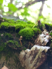 Mycena corticola