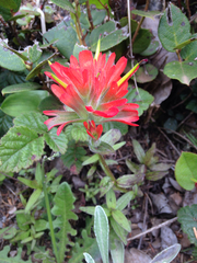 Castilleja litoralis