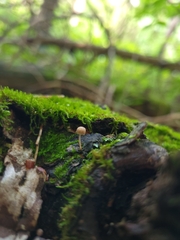 Mycena corticola