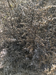 Pellaea mucronata mucronata