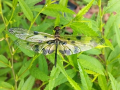 Rhyothemis variegata