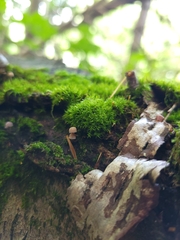 Mycena corticola