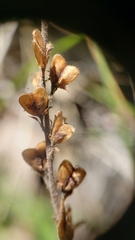 Veronica officinalis