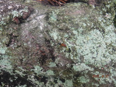 Camponotus floridanus