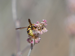 Euodynerus hidalgo