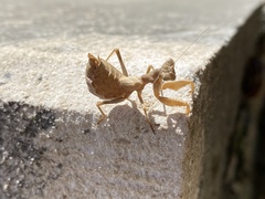 Ameles spallanzania