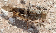 Trimerotropis pallidipennis