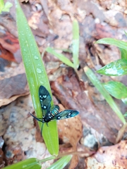 Chrysocale principalis