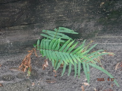 Pteris vittata