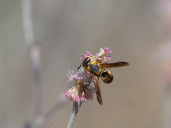 Euodynerus hidalgo