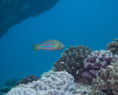 Thalassoma trilobatum
