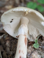 Amanita amerirubescens