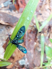 Chrysocale principalis