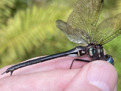 Somatochlora tenebrosa