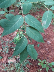 Juglans major