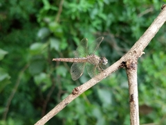 Brachythemis contaminata