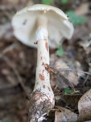 Amanita amerirubescens