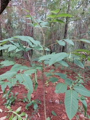 Juglans major