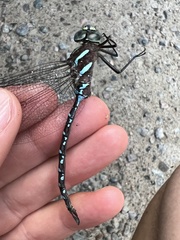 Aeshna tuberculifera