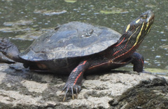 Chrysemys picta picta