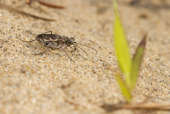Cicindela repanda