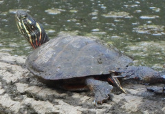 Chrysemys picta picta