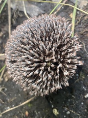 Lachnocladiaceae